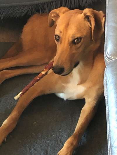 Windhunde - Treffen der besonderen Schönheiten
HERZLICH WILLKOMMEN-Beitrag-Bild