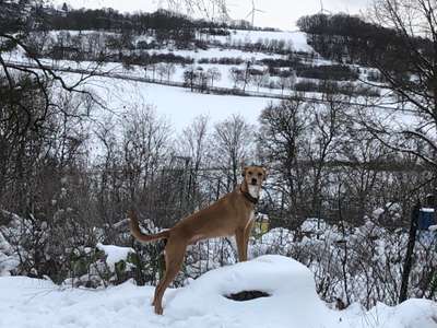 Whippet-Beitrag-Bild