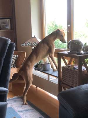 Whippet-Beitrag-Bild