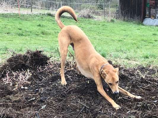 Windhunde - Treffen der besonderen Schönheiten
HERZLICH WILLKOMMEN-Beitrag-Bild