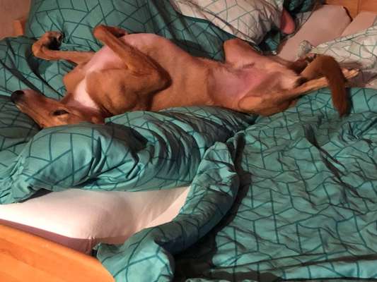 Windhunde - Treffen der besonderen Schönheiten
HERZLICH WILLKOMMEN-Beitrag-Bild