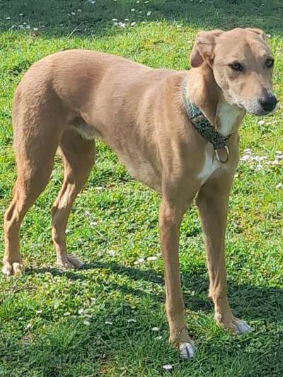 Windhunde - Treffen der besonderen Schönheiten
HERZLICH WILLKOMMEN-Beitrag-Bild