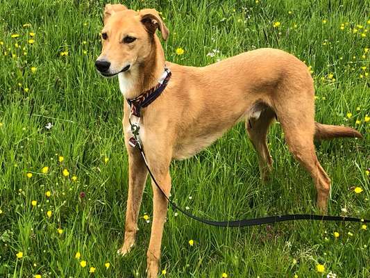 Windhunde - Treffen der besonderen Schönheiten
HERZLICH WILLKOMMEN-Beitrag-Bild