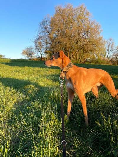 Windhunde - Treffen der besonderen Schönheiten
HERZLICH WILLKOMMEN-Beitrag-Bild