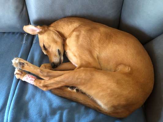 Windhunde - Treffen der besonderen Schönheiten
HERZLICH WILLKOMMEN-Beitrag-Bild