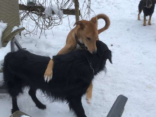 Windhunde - Treffen der besonderen Schönheiten
HERZLICH WILLKOMMEN-Beitrag-Bild