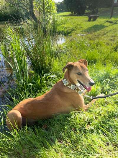 Windhundtreffen - PLZ-Beitrag-Bild