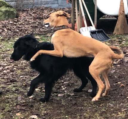 Windhunde - Treffen der besonderen Schönheiten
HERZLICH WILLKOMMEN-Beitrag-Bild