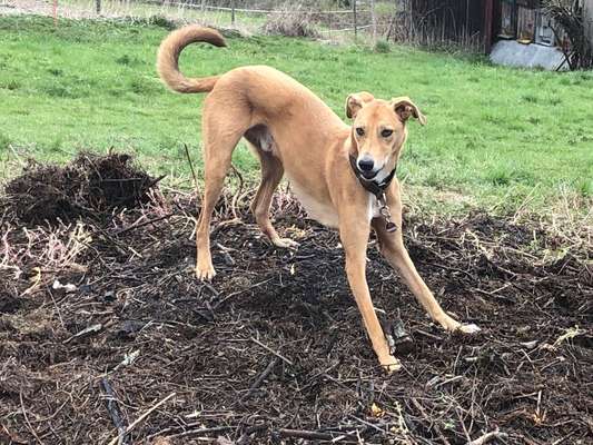 Windhunde - Treffen der besonderen Schönheiten
HERZLICH WILLKOMMEN-Beitrag-Bild