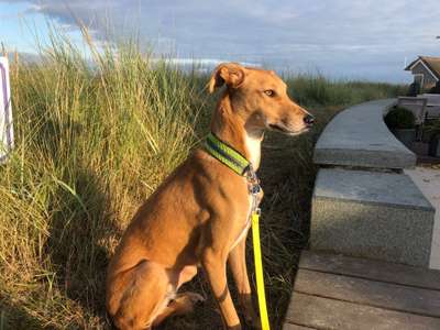 Whippet-Beitrag-Bild