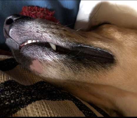 Windhunde - Treffen der besonderen Schönheiten
HERZLICH WILLKOMMEN-Beitrag-Bild