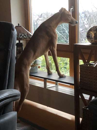 Windhunde - Treffen der besonderen Schönheiten
HERZLICH WILLKOMMEN-Beitrag-Bild