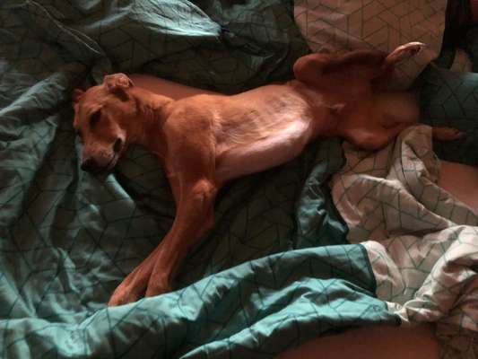 Gemeinsames Kuscheln im Bett!-Beitrag-Bild