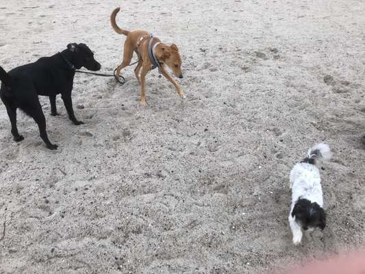 Windhunde - Treffen der besonderen Schönheiten
HERZLICH WILLKOMMEN-Beitrag-Bild