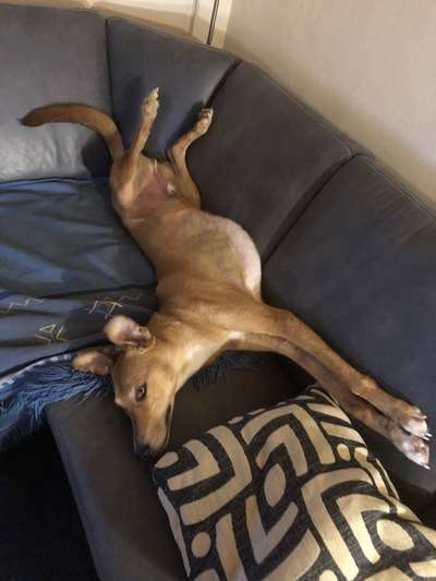 Windhunde - Treffen der besonderen Schönheiten
HERZLICH WILLKOMMEN-Beitrag-Bild