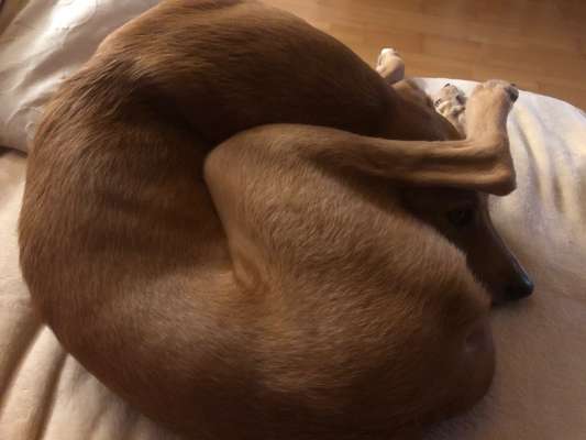 Windhunde - Treffen der besonderen Schönheiten
HERZLICH WILLKOMMEN-Beitrag-Bild