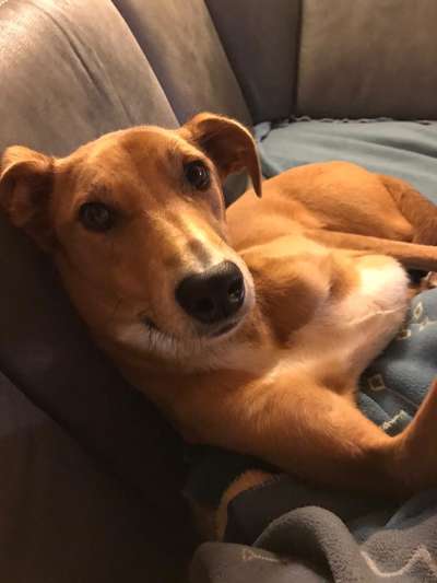 Windhunde - Treffen der besonderen Schönheiten
HERZLICH WILLKOMMEN-Beitrag-Bild