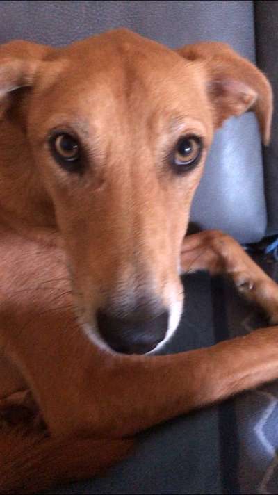 Windhunde - Treffen der besonderen Schönheiten
HERZLICH WILLKOMMEN-Beitrag-Bild