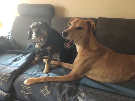 Bester Freund, Hundekumpel - zeigt her!-Beitrag-Bild