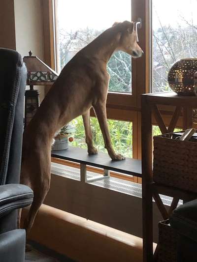 Windhunde - Treffen der besonderen Schönheiten
HERZLICH WILLKOMMEN-Beitrag-Bild