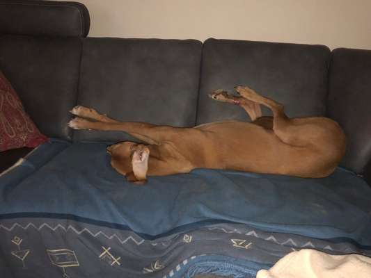 Windhunde - Treffen der besonderen Schönheiten
HERZLICH WILLKOMMEN-Beitrag-Bild