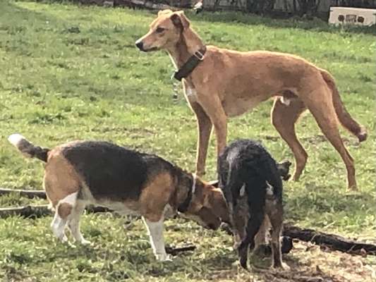 Windhunde - Treffen der besonderen Schönheiten
HERZLICH WILLKOMMEN-Beitrag-Bild