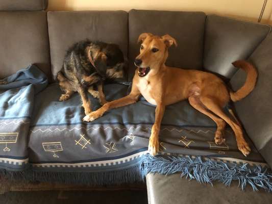 Bester Freund, Hundekumpel - zeigt her!-Beitrag-Bild