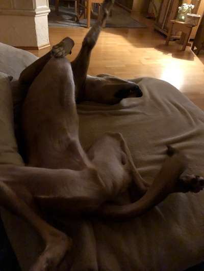 Windhunde - Treffen der besonderen Schönheiten
HERZLICH WILLKOMMEN-Beitrag-Bild