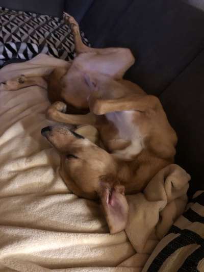 Windhunde - Treffen der besonderen Schönheiten
HERZLICH WILLKOMMEN-Beitrag-Bild