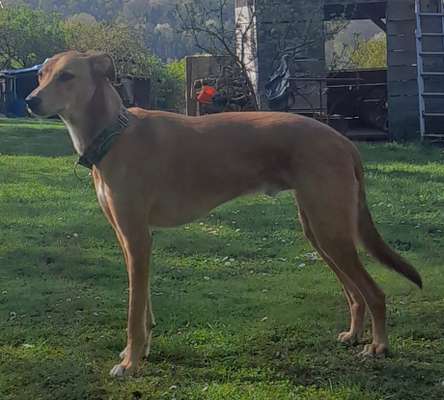 Windhunde - Treffen der besonderen Schönheiten
HERZLICH WILLKOMMEN-Beitrag-Bild