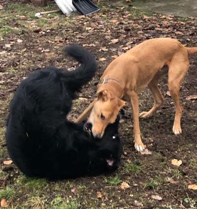 Windhunde - Treffen der besonderen Schönheiten
HERZLICH WILLKOMMEN-Beitrag-Bild