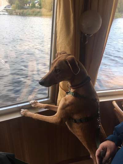 Windhunde - Treffen der besonderen Schönheiten
HERZLICH WILLKOMMEN-Beitrag-Bild