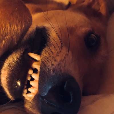 Windhunde - Treffen der besonderen Schönheiten
HERZLICH WILLKOMMEN-Beitrag-Bild