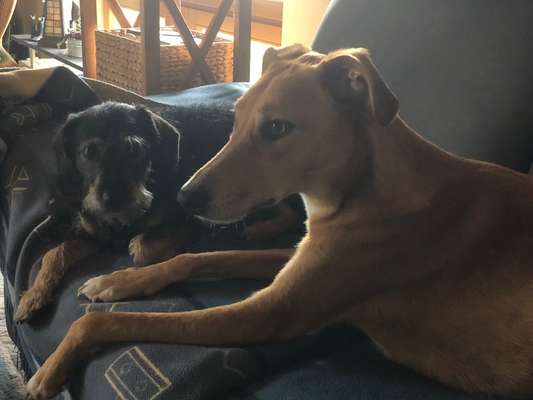 Bester Freund, Hundekumpel - zeigt her!-Beitrag-Bild