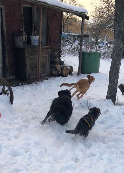 Windhunde - Treffen der besonderen Schönheiten
HERZLICH WILLKOMMEN-Beitrag-Bild