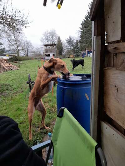Windhunde - Treffen der besonderen Schönheiten
HERZLICH WILLKOMMEN-Beitrag-Bild