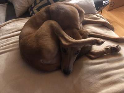 Whippet-Beitrag-Bild