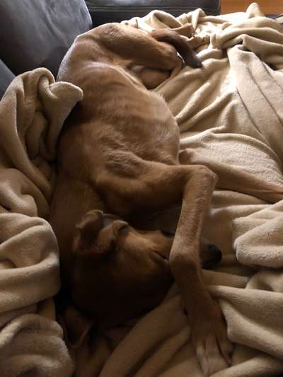 Windhunde - Treffen der besonderen Schönheiten
HERZLICH WILLKOMMEN-Beitrag-Bild