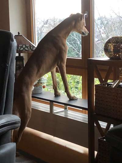 Windhundtreffen - PLZ-Beitrag-Bild