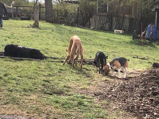 Windhunde - Treffen der besonderen Schönheiten
HERZLICH WILLKOMMEN-Beitrag-Bild