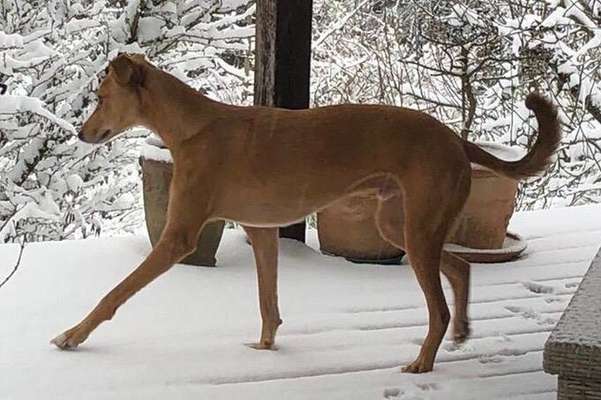 Windhunde - Treffen der besonderen Schönheiten
HERZLICH WILLKOMMEN-Beitrag-Bild