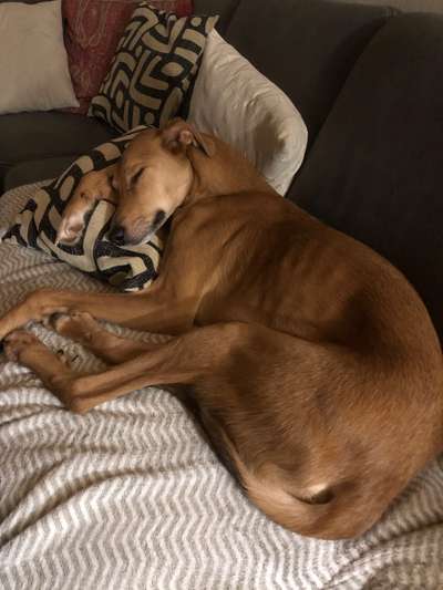 Windhunde - Treffen der besonderen Schönheiten
HERZLICH WILLKOMMEN-Beitrag-Bild