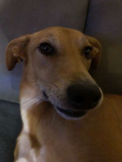 Windhunde - Treffen der besonderen Schönheiten
HERZLICH WILLKOMMEN-Beitrag-Bild