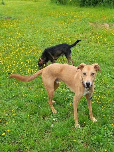 Windhunde - Treffen der besonderen Schönheiten
HERZLICH WILLKOMMEN-Beitrag-Bild