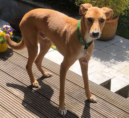 Windhundtreffen - PLZ-Beitrag-Bild