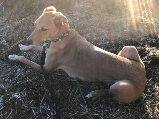 Windhunde - Treffen der besonderen Schönheiten
HERZLICH WILLKOMMEN-Beitrag-Bild