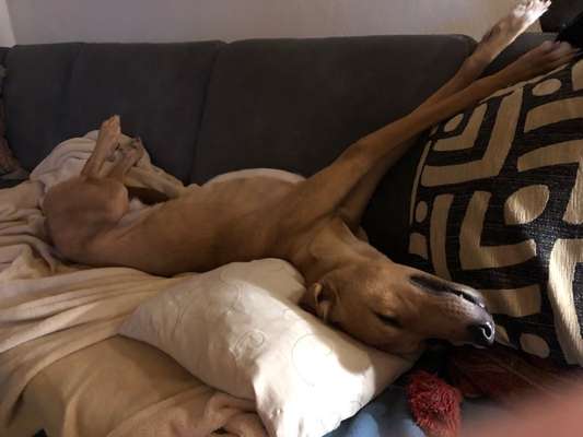 Windhunde - Treffen der besonderen Schönheiten
HERZLICH WILLKOMMEN-Beitrag-Bild