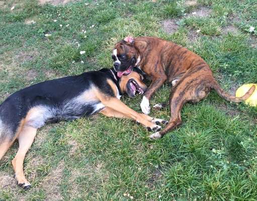 Bester Freund, Hundekumpel - zeigt her!-Beitrag-Bild