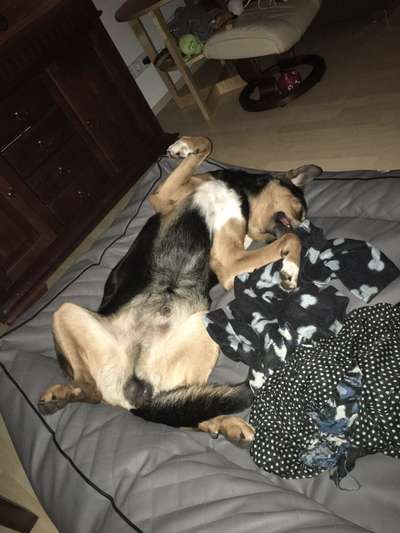 Challenge Nr 14
Eure Fellnasen auf ihrem Lieblingsplatz-Beitrag-Bild