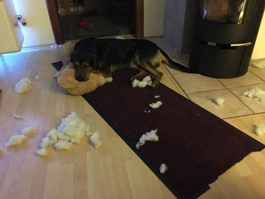 Zeige das lustigste Bild eures Hundis-Beitrag-Bild